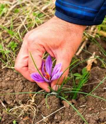 Person's hand gently harvesting a vibrant purple saffron flower in a natural soil field