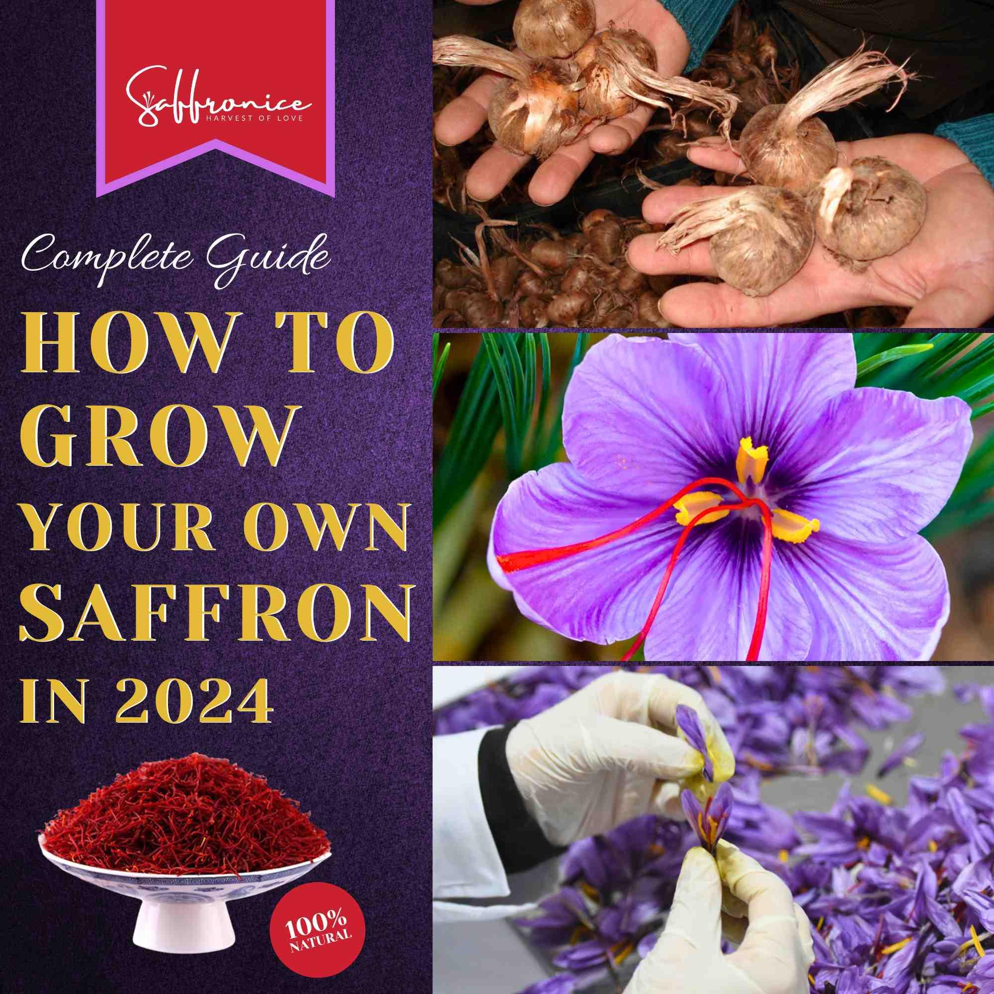 How to grow saffron 2024 with saffron bulbs, purple saffron flower, and hand harvesting saffron threads