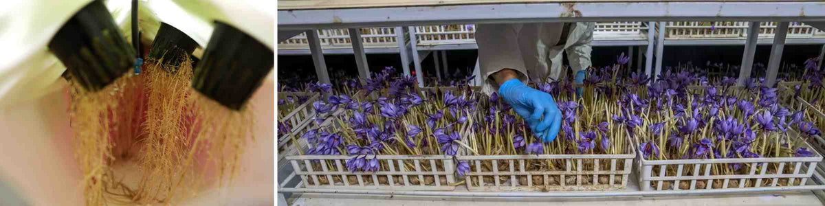 Modern_Harvesting_Techniques_and_Emerging_Saffron_Producers