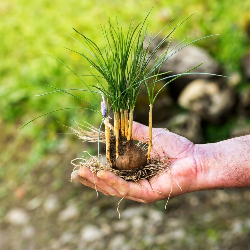 Saffron Bulbs
