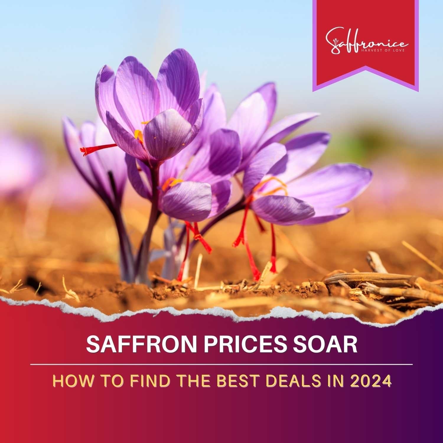 saffron price soar