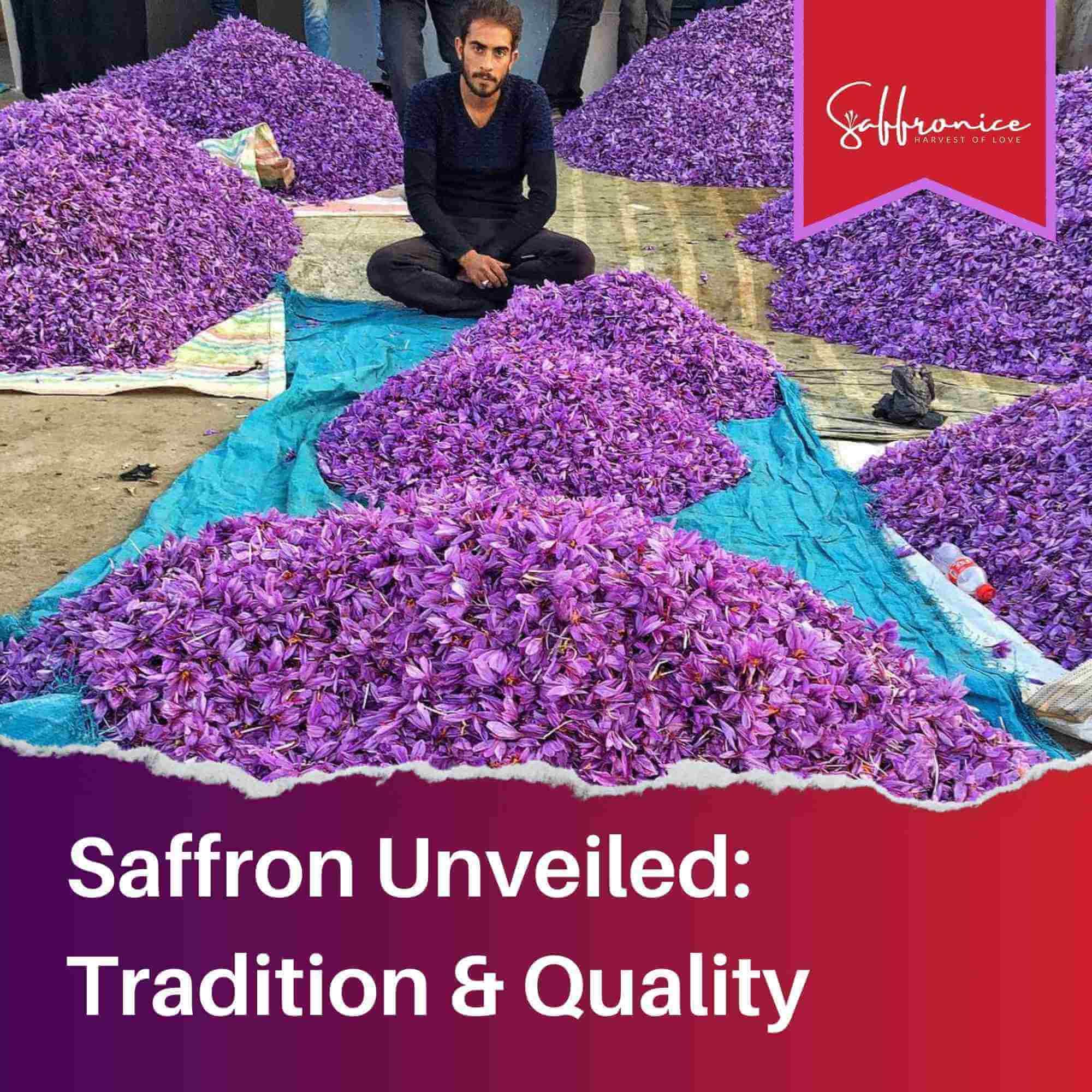 Man sitting among large piles of fresh purple saffron flowers for quality inspection and traditional harvest