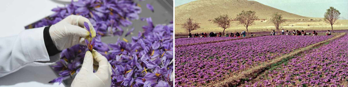 Saffron harvesting and processing in Iran amid Iran saffron sanctions