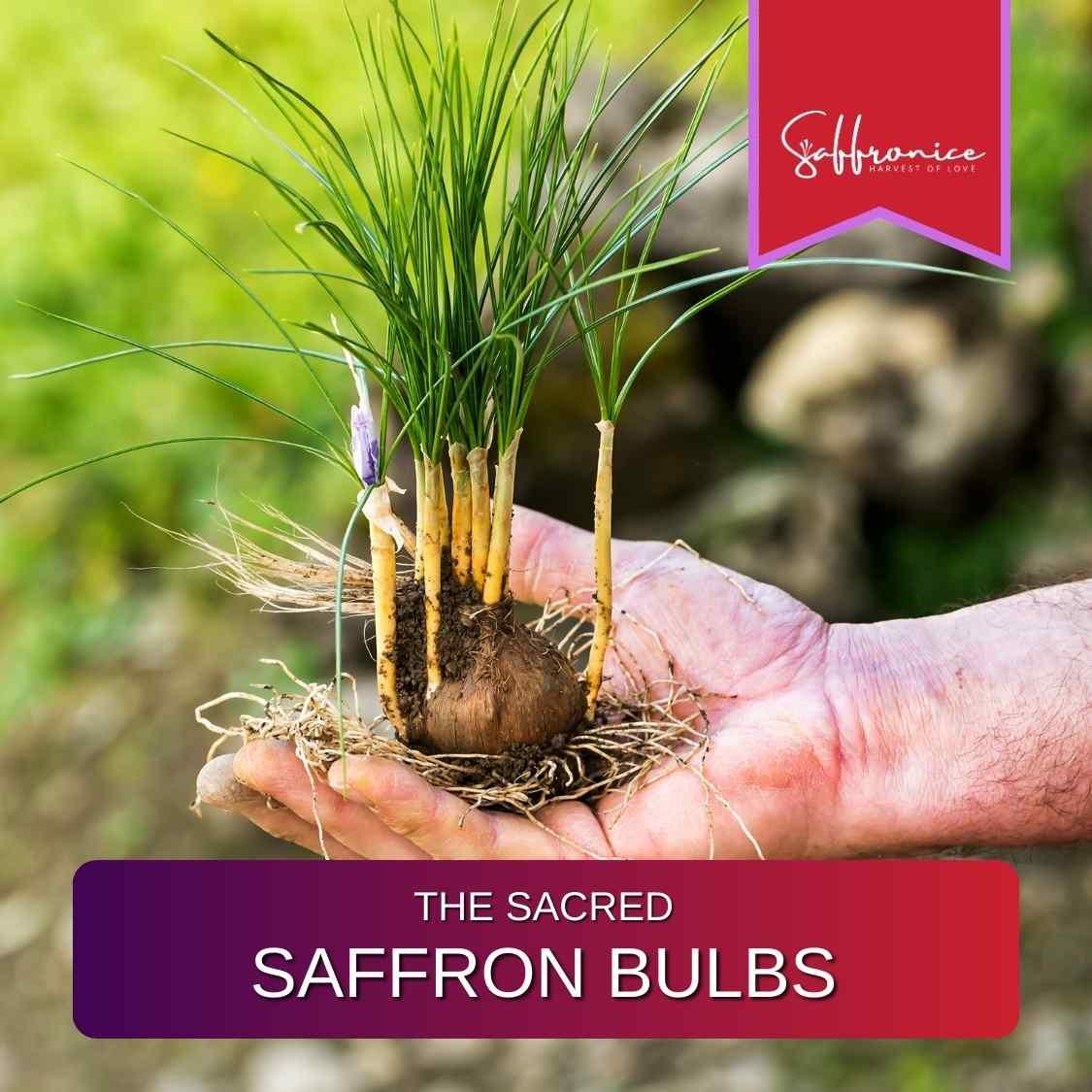Hand holding freshly harvested saffron bulbs with green shoots and roots in natural outdoor setting