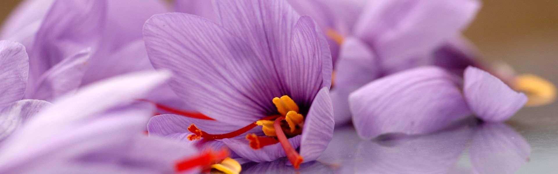 Saffron Flower