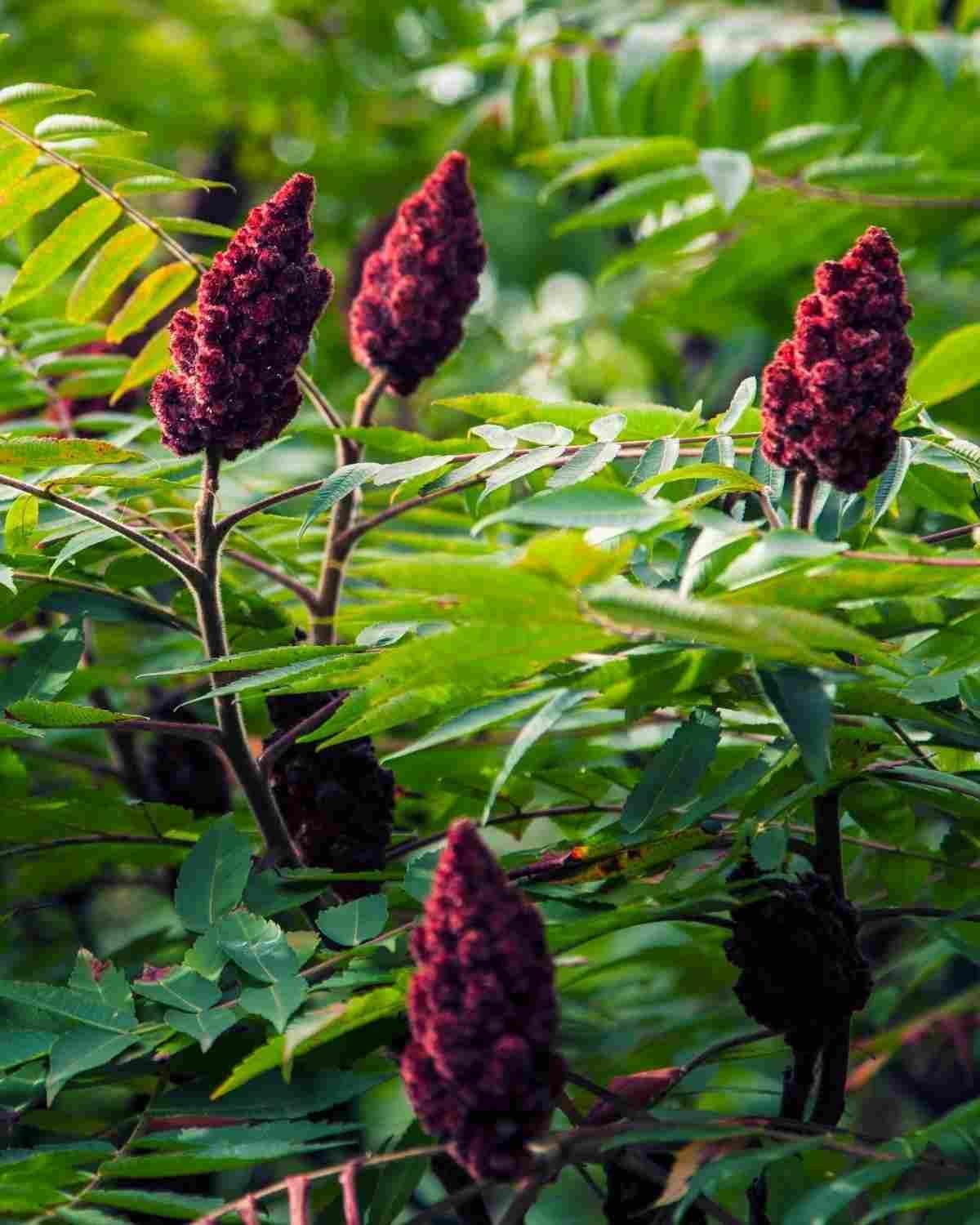 Sumac - Saffronice