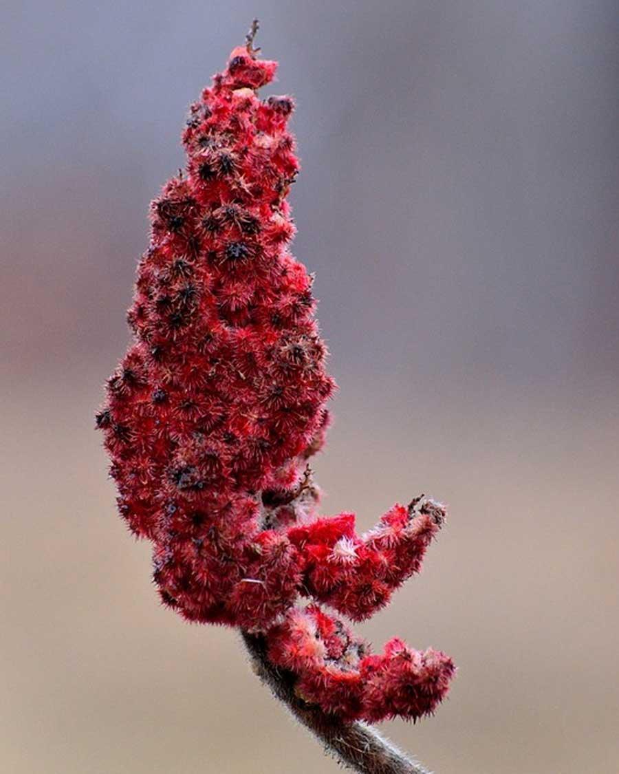 Sumac - Saffronice