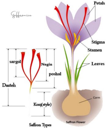 What are the different grades of saffron?