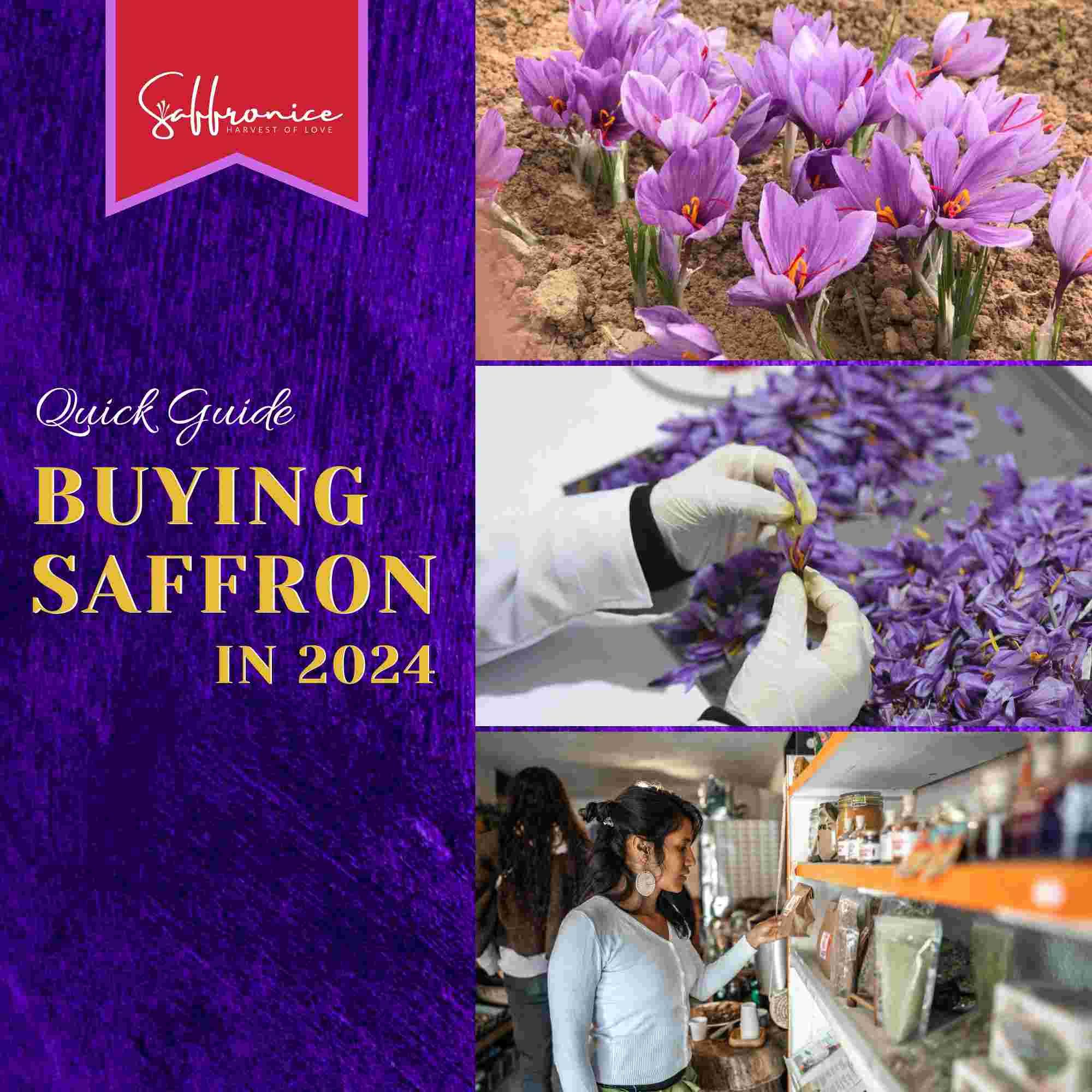 Quick guide to buying saffron 2024 with saffron flowers, harvesting hands, and customer shopping