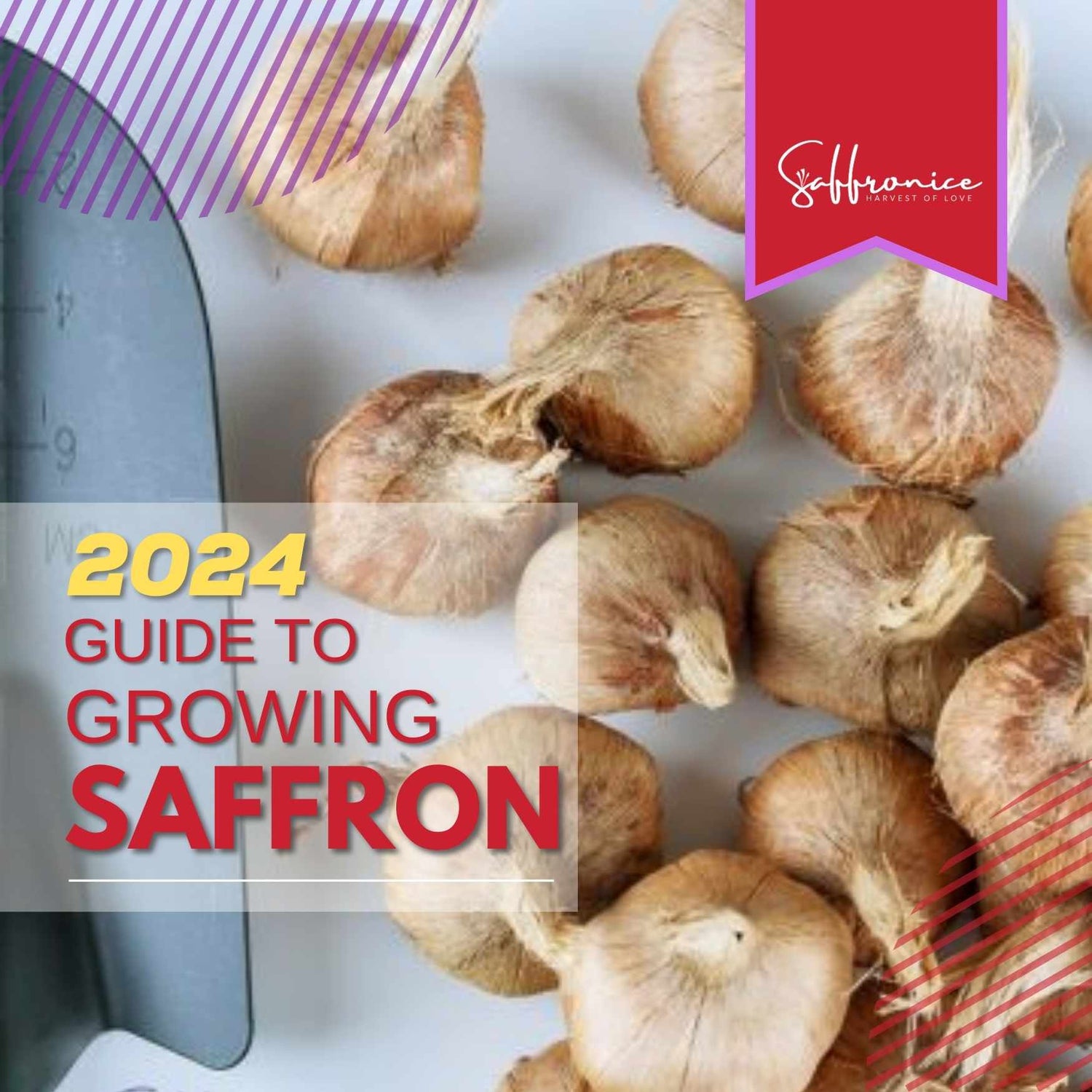 Guide to Growing Saffron