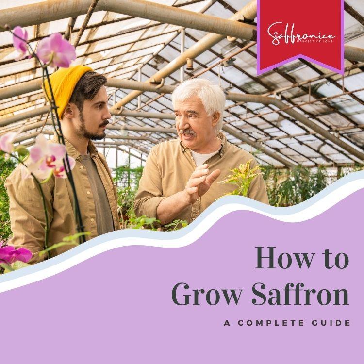 Two men discussing saffron cultivation inside a greenhouse with orchids and green plants