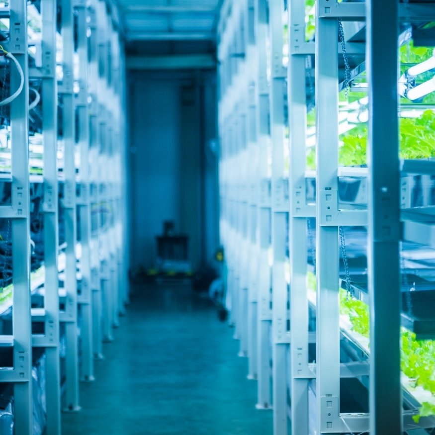 Hydroponic Saffron Farm