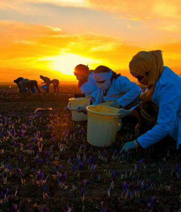 Saffron Harvest In the Morning