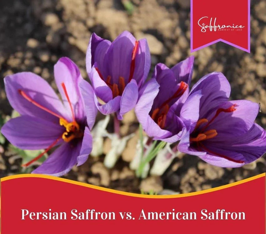 Purple saffron flowers with red stigmas growing in soil, comparing Persian and American saffron
