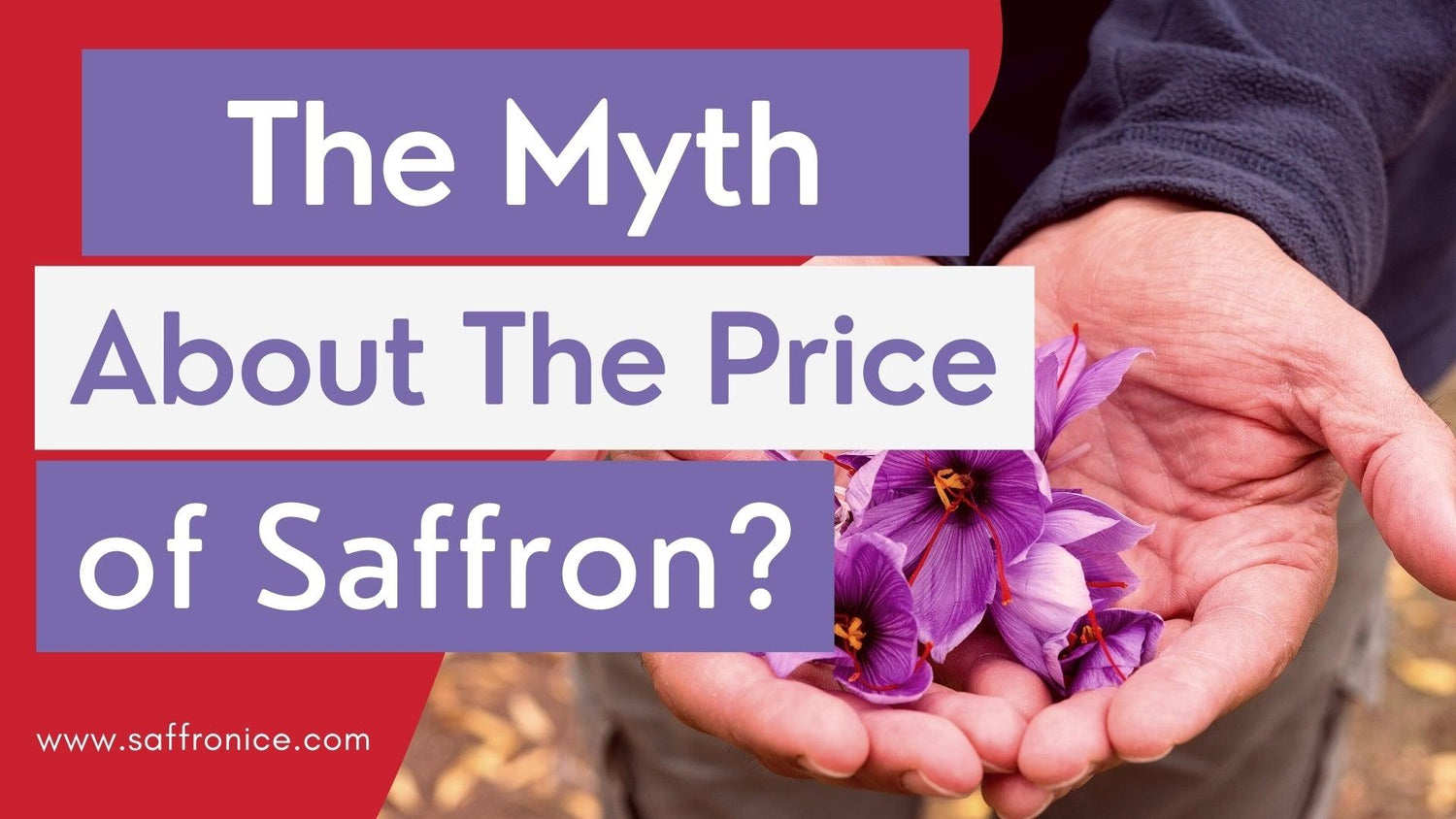Hands holding purple saffron flowers with text about the myth of saffron price on red background