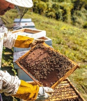 beekeeper in protective gear holding honeycomb frame covered with bees near hives in sunny outdoor setting