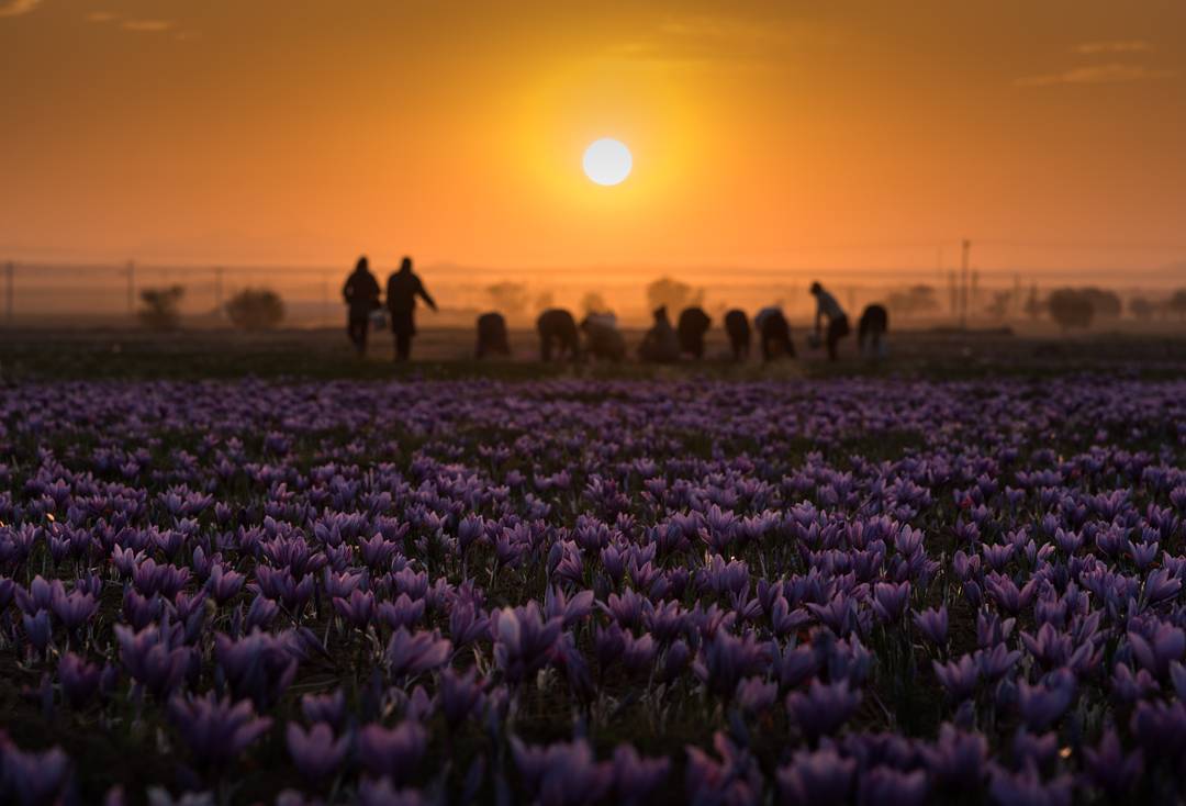 Saffron field in bloom with workers harvesting purple saffron flowers at sunrise.