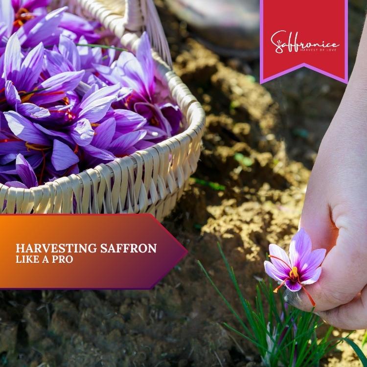 saffron harvesting like a pro