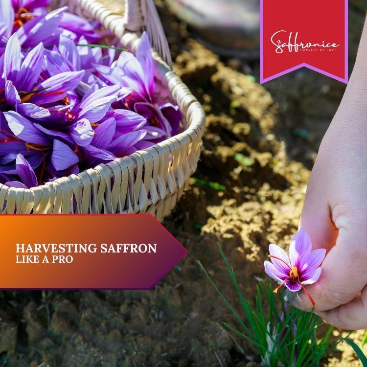 Hand harvesting purple saffron flowers next to a basket full of fresh saffron blossoms on soil