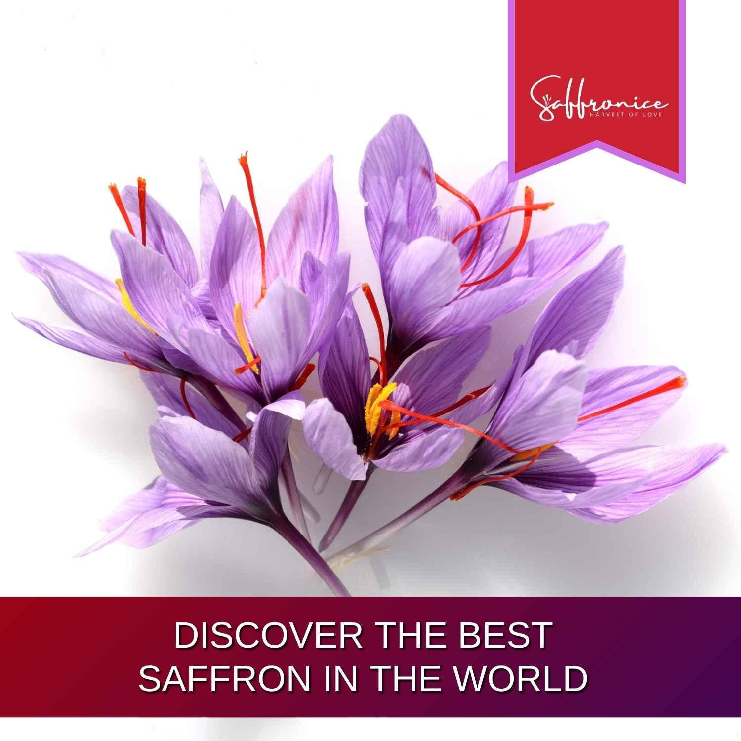 Close-up of vibrant purple saffron flowers with red stigmas and text promoting the best saffron