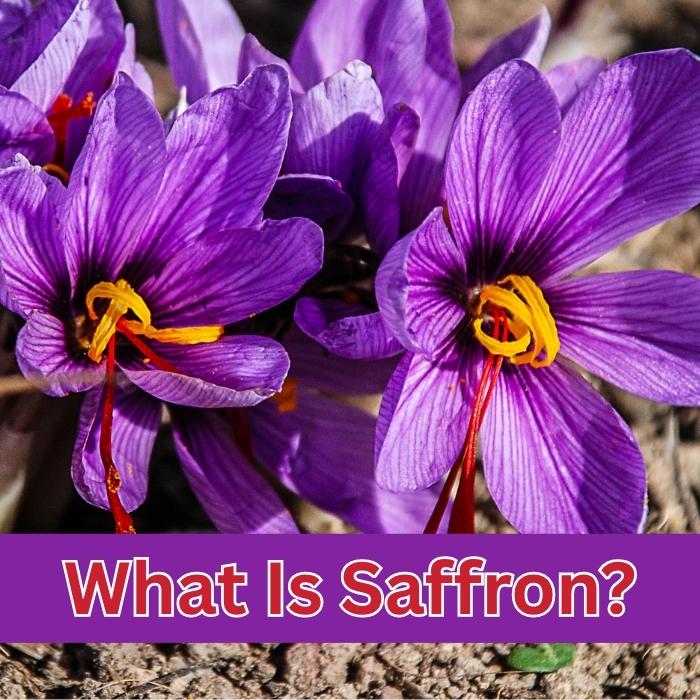 Close-up of vibrant purple saffron flowers with vivid red and yellow stigmas in natural soil