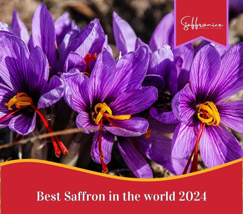 Close-up of vibrant purple saffron flowers with red stigmas, labeled best saffron 2024
