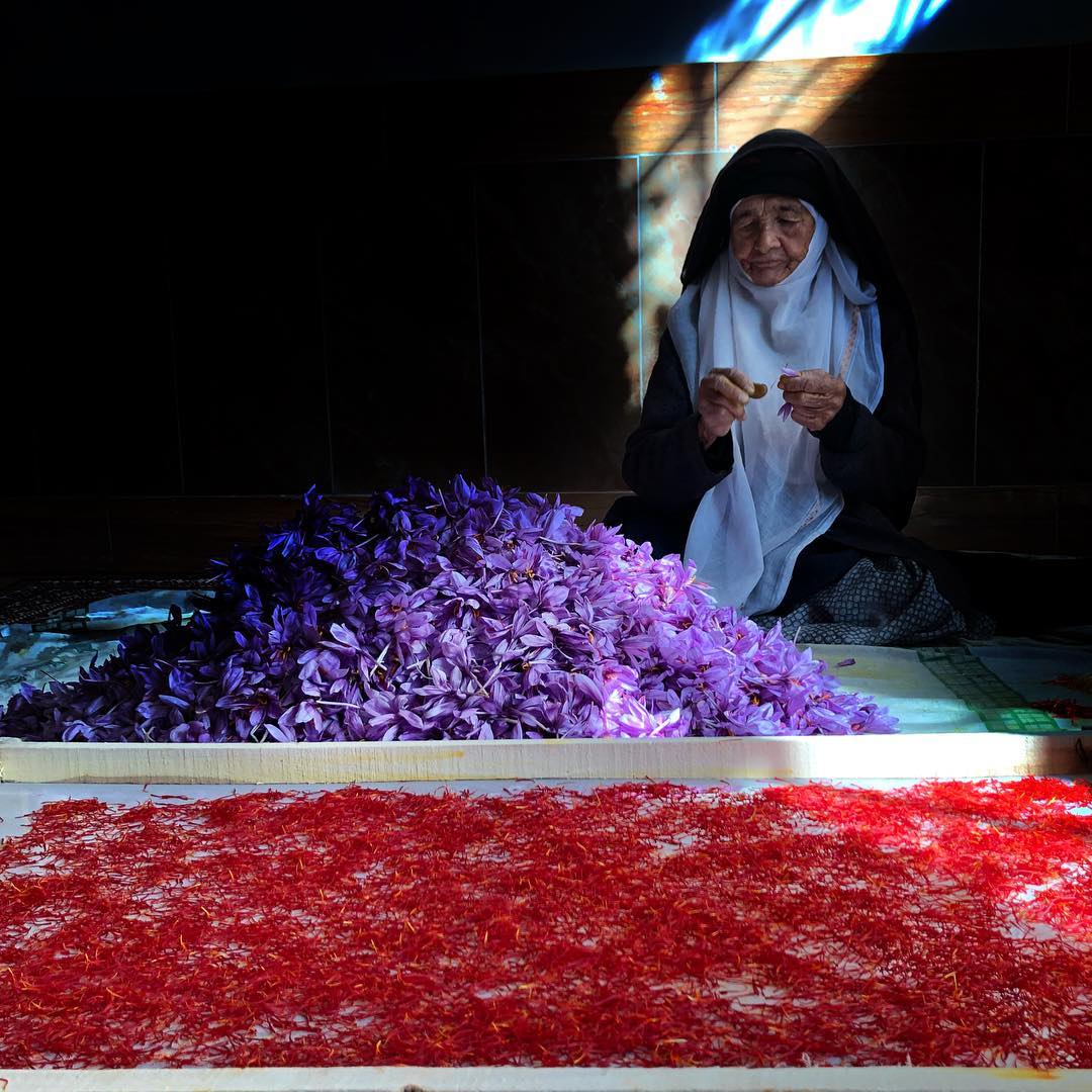 Woman processing saffron flowers beside freshly harvested red saffron threads
