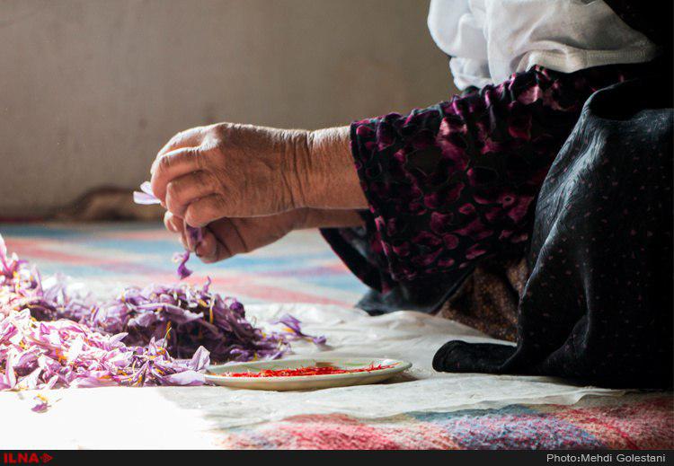 Woman carefully separating saffron threads from freshly harvested purple saffron flowers.