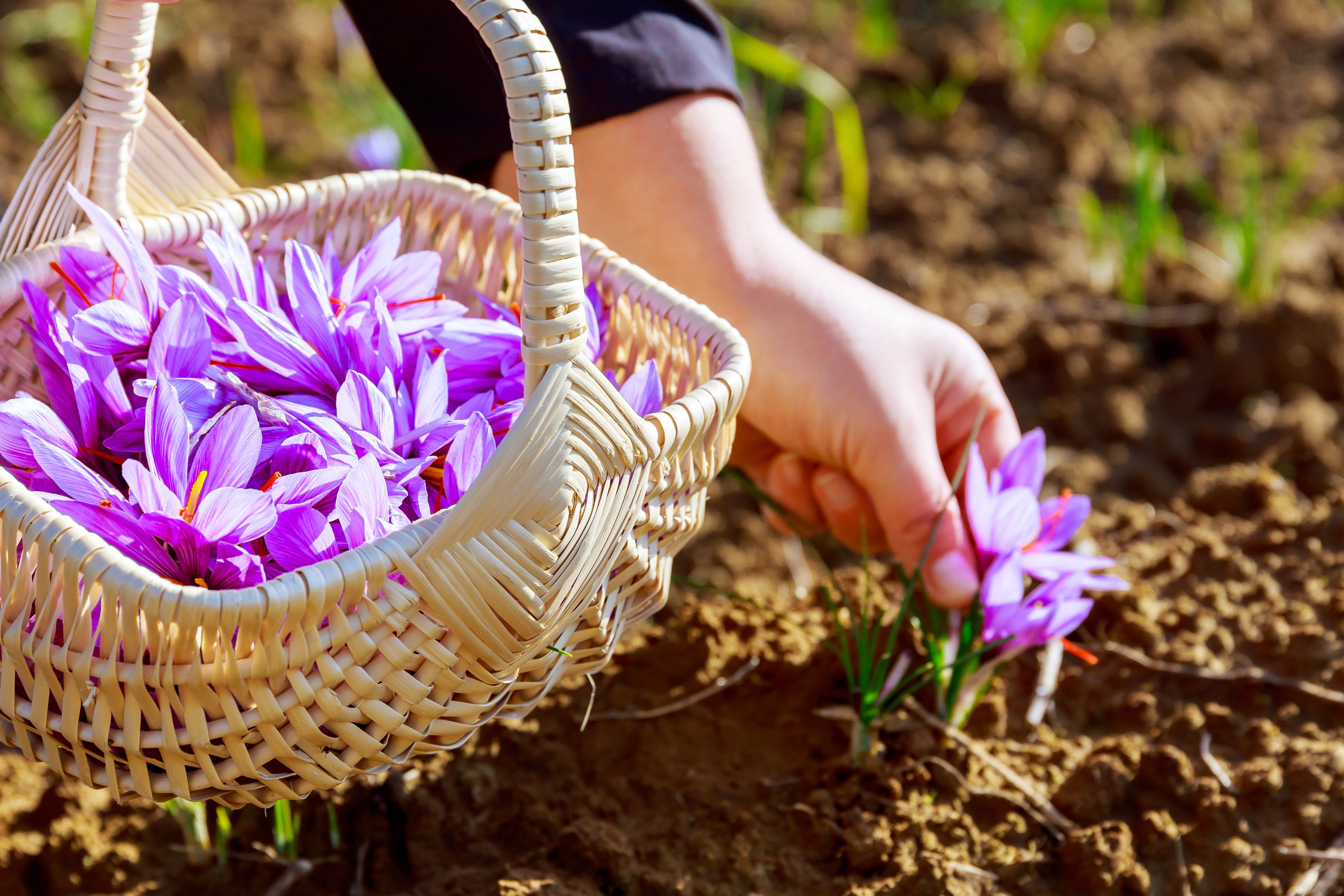 Saffron Flowers in Farmers Hand