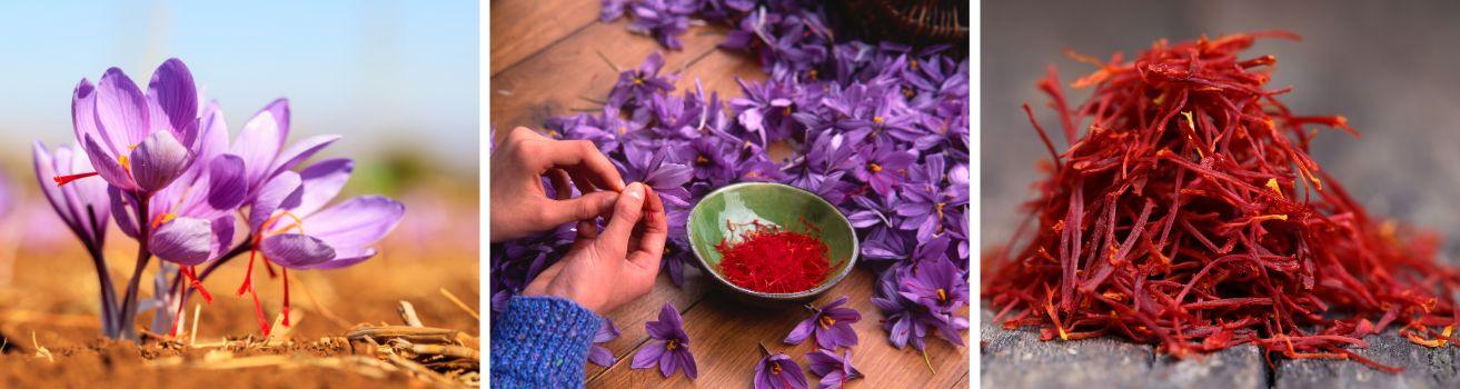 All Saffron Threads and Products - Saffronice