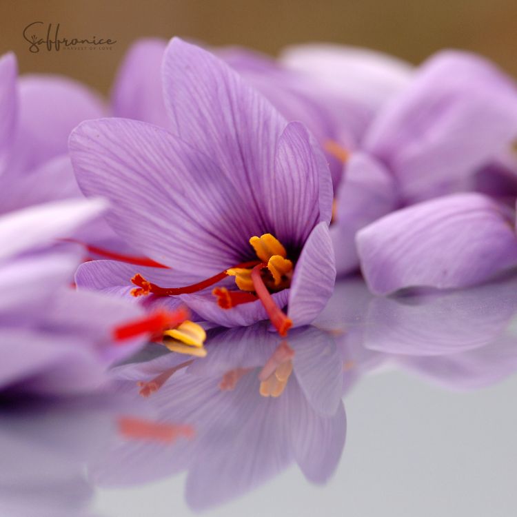 Saffron Flower