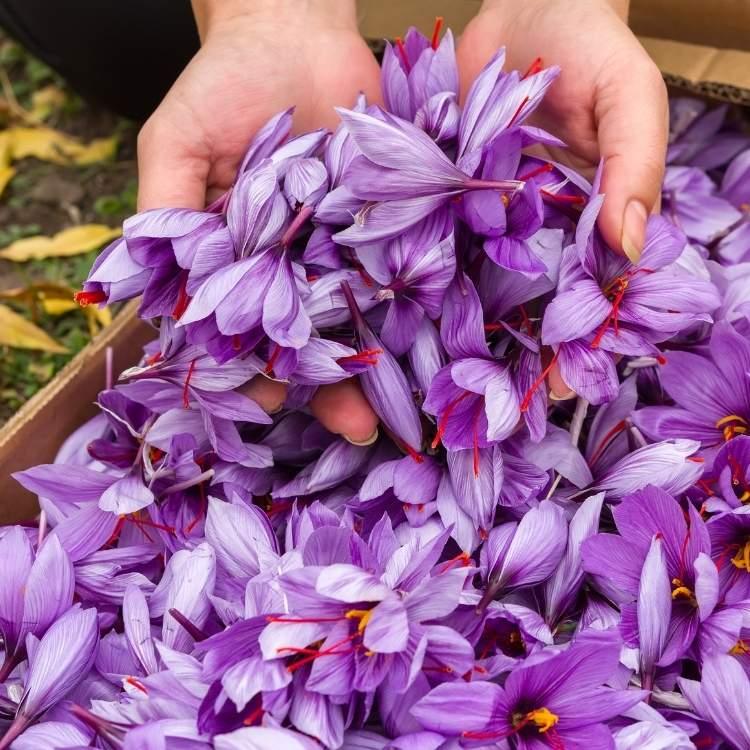 Saffron Flowers in Farmer's hand