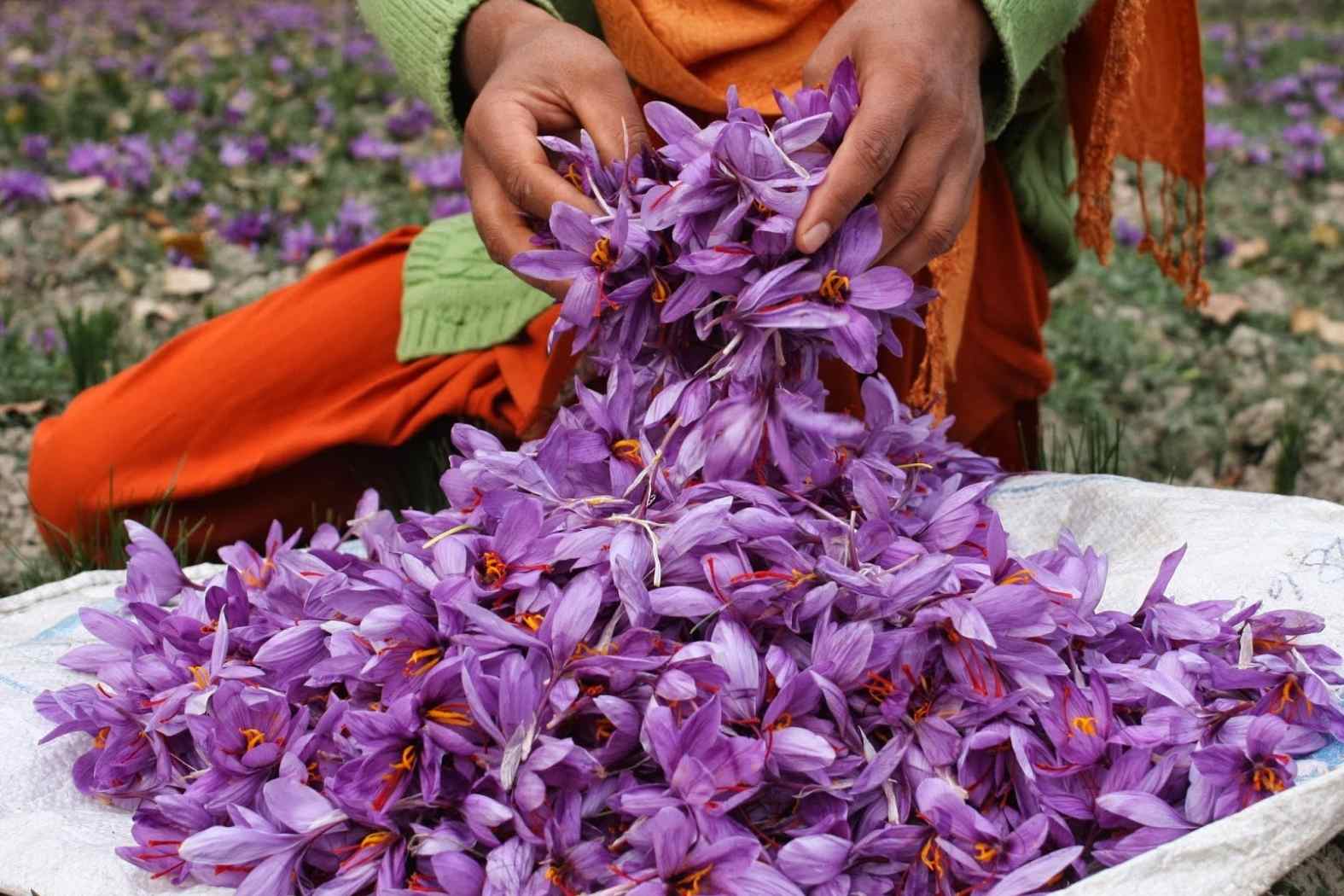 saffron flowers in the hand of farmer
