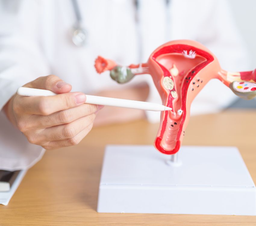 Person holding a pen near a medical model of the female reproductive system on a desk.