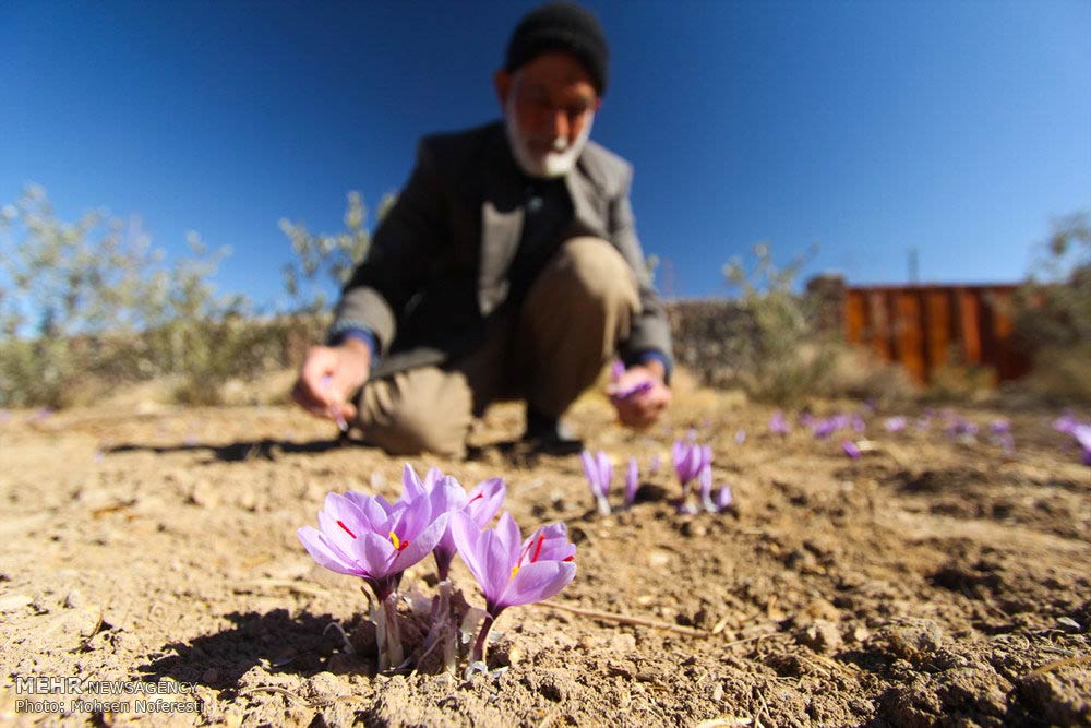 farmer picking saffron flowers